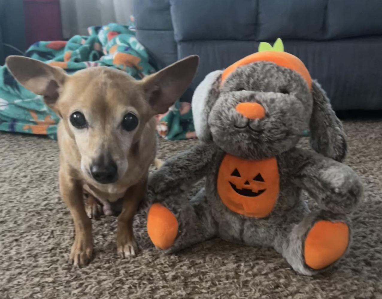 Trooper, a Adoptable mixed breed in Orange Park, FL image 2/6