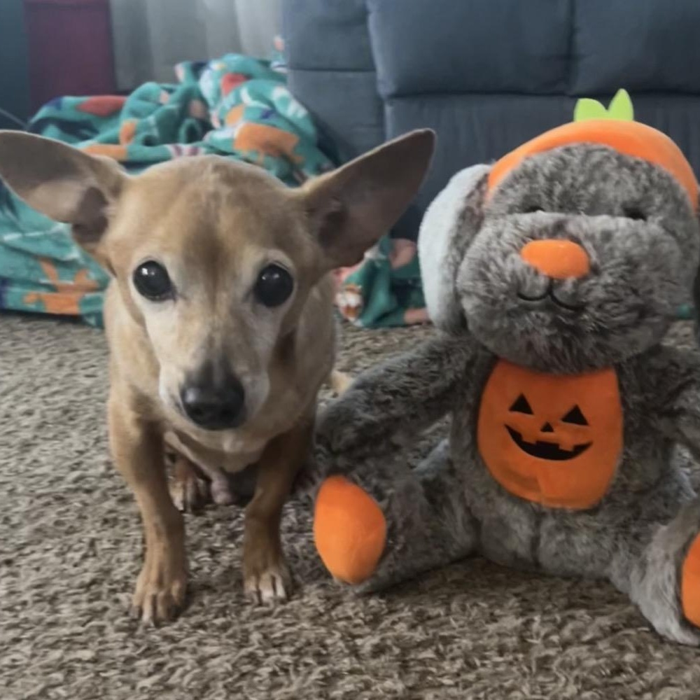 Enlarge Trooper, a Adoptable mixed breed in Orange Park, FL image 2/6