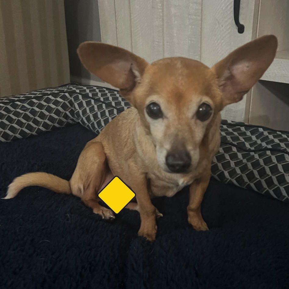 Enlarge Trooper, a Adoptable mixed breed in Orange Park, FL image 3/6