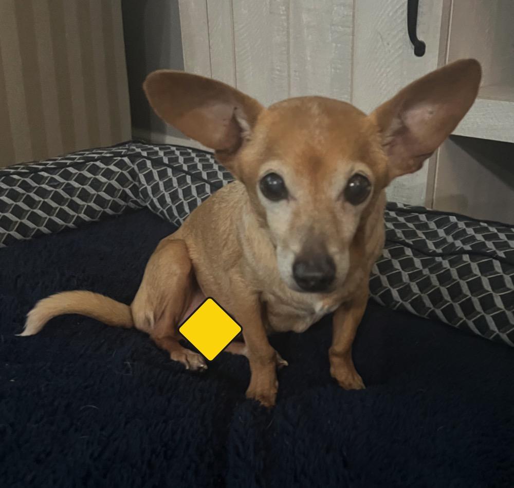 Trooper, a Adoptable mixed breed in Orange Park, FL image 3/6