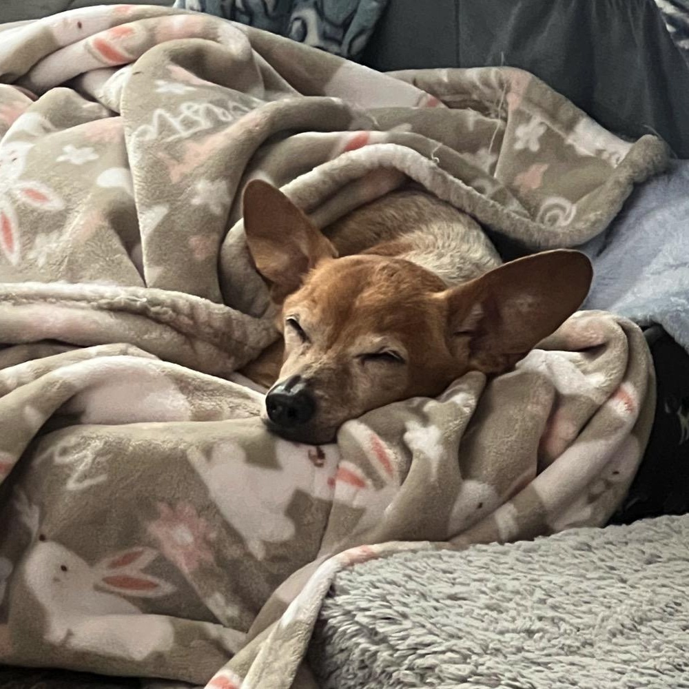 Enlarge Trooper, a Adoptable mixed breed in Orange Park, FL image 4/6
