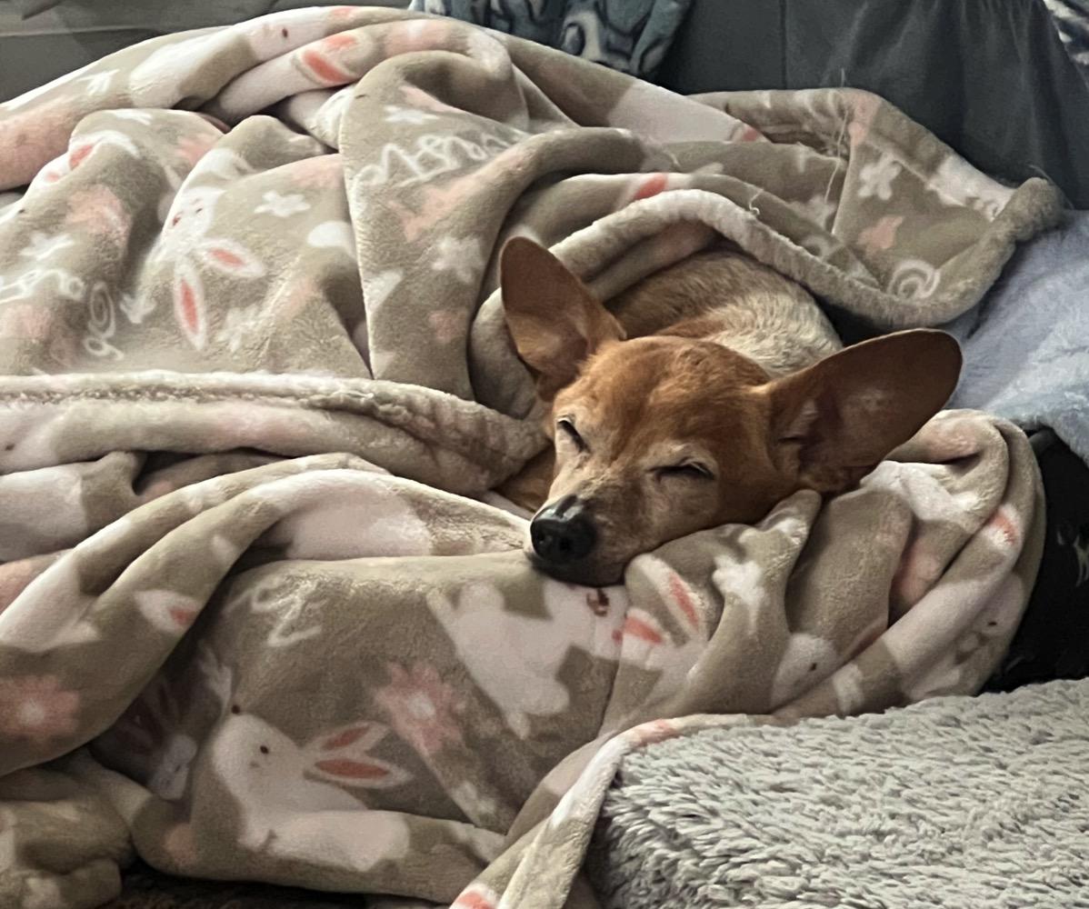 Trooper, a Adoptable mixed breed in Orange Park, FL image 4/6