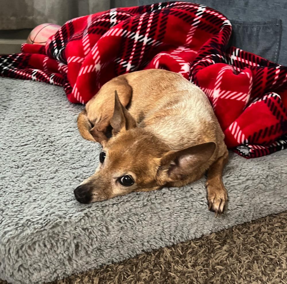 Trooper, a Adoptable mixed breed in Orange Park, FL image 5/6