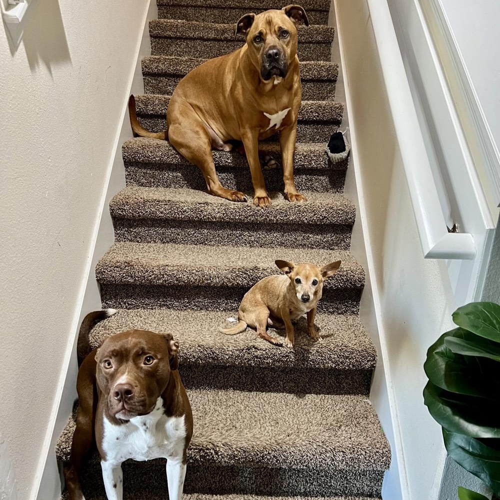 Enlarge Trooper, a Adoptable mixed breed in Orange Park, FL image 6/6