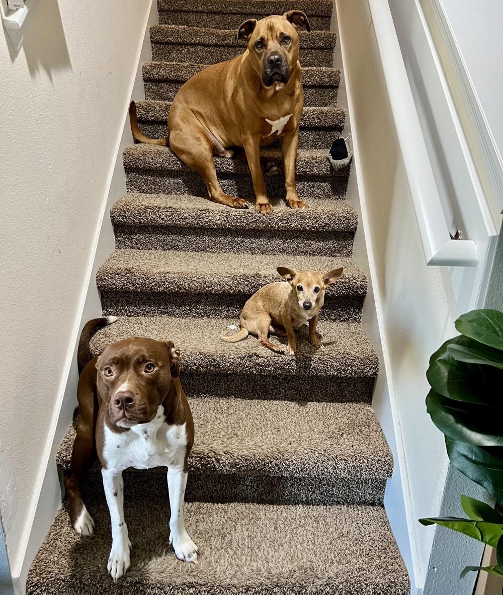 Trooper, a Adoptable mixed breed in Orange Park, FL image 6/6