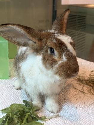 Stuart, Adoptable, Adult Male American & American.