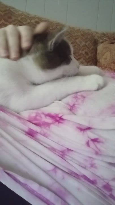 Enlarge Eros, a Adopted Domestic Short Hair in Nanticoke, PA video 6/6