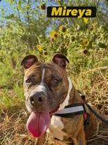 Enlarge Mireya, a Adoptable Boxer in Denton, TX image 1/2