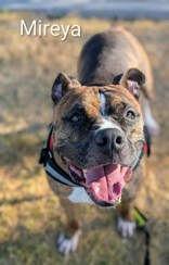 Enlarge Mireya, a Adoptable Boxer in Denton, TX image 2/2