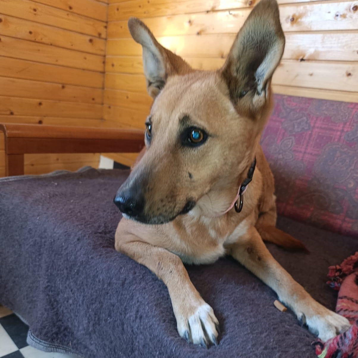 Enlarge Ms. Marvelous Tarcin, a Adoptable mixed breed in Ridgefield, WA image 2/6