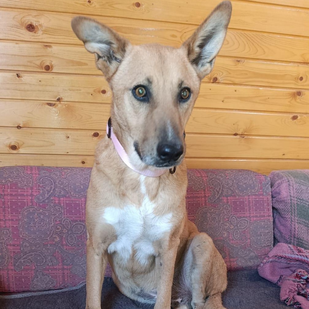 Enlarge Ms. Marvelous Tarcin, a Adoptable mixed breed in Ridgefield, WA image 1/6