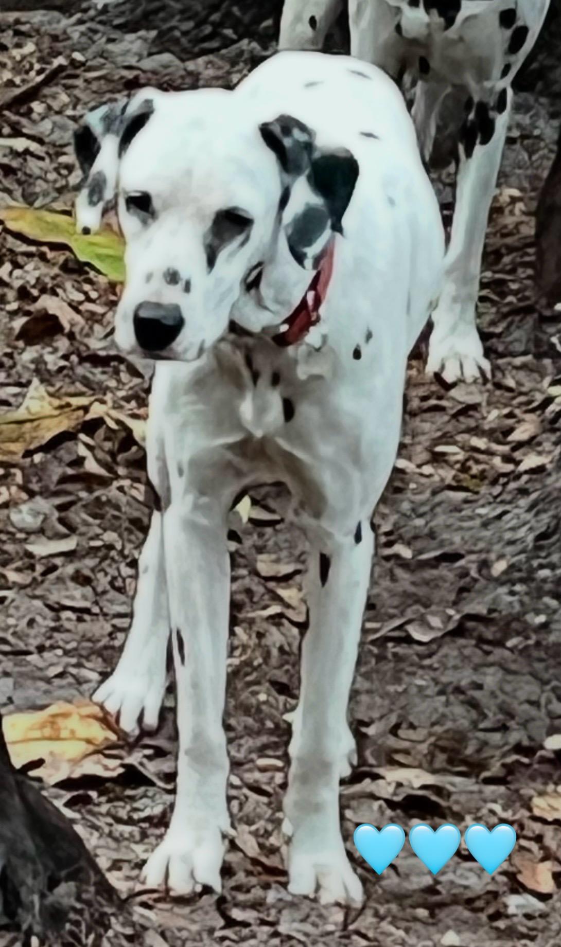 Enlarge Dillon, an adopted Dalmatian in North Miami Beach, FL image 1/1