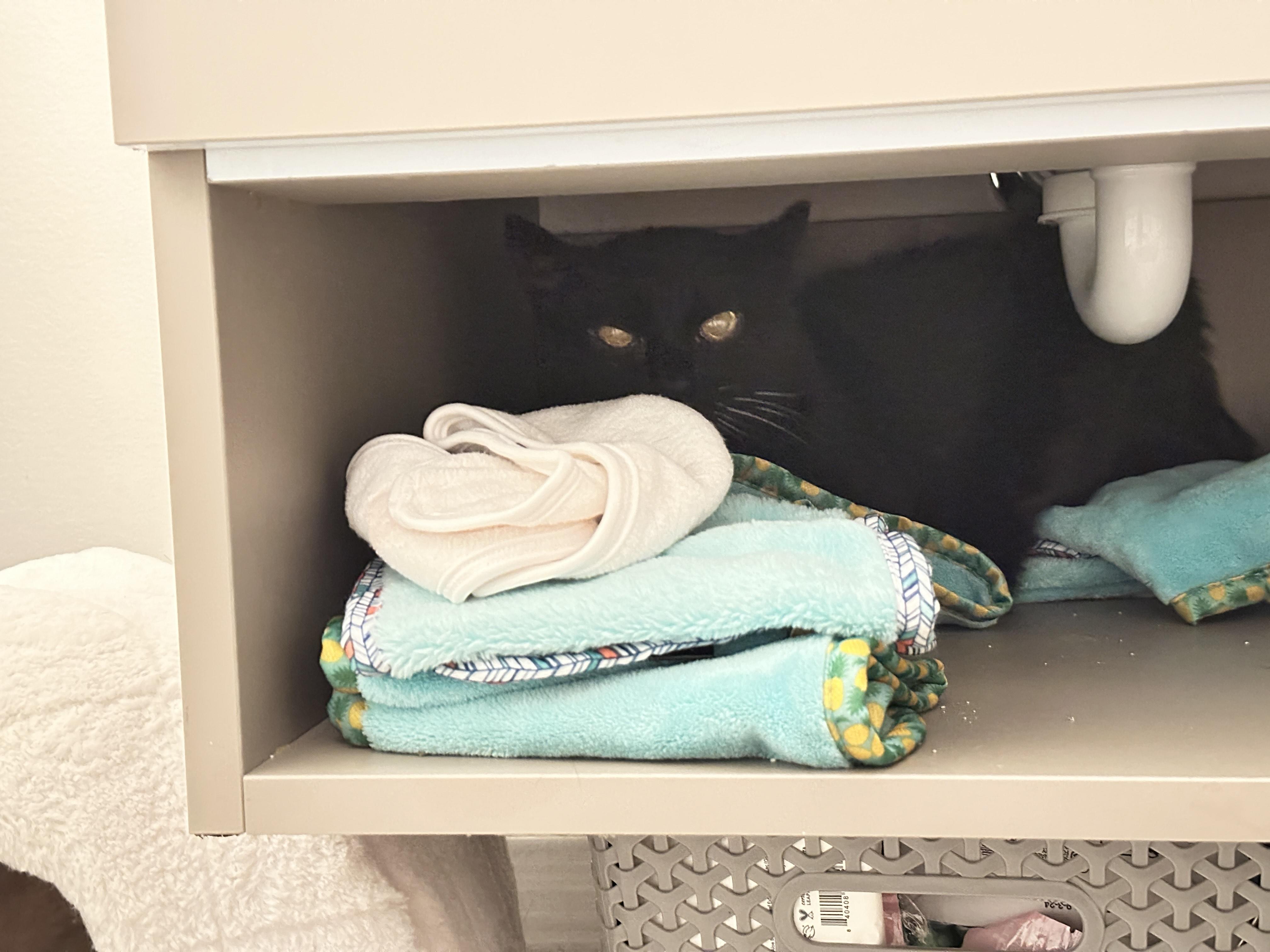 Enlarge Panther   , a ADOPTABLE American Shorthair in Jersey City, NJ image 2/3