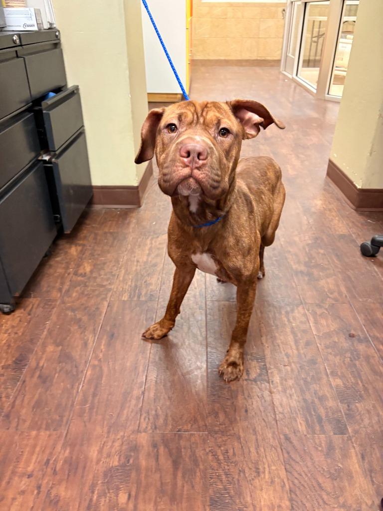Dog Kennel #11, Adoptable, Young Female Shar-Pei & Mixed Breed.