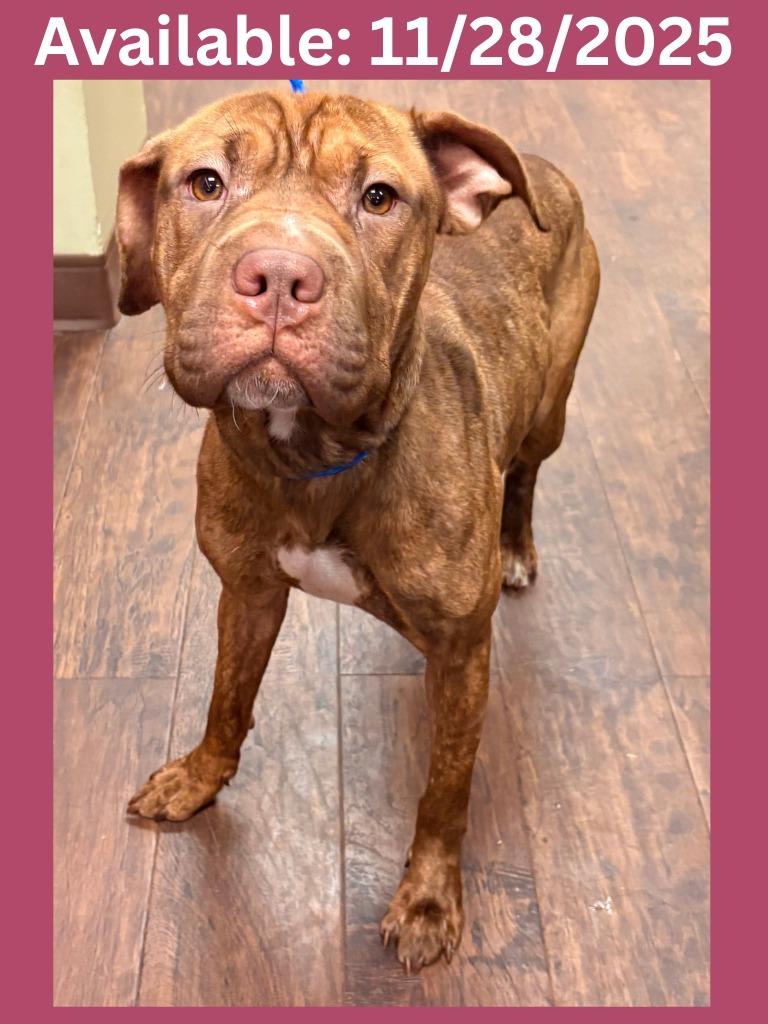 Enlarge Dog Kennel #11, a Adoptable mixed breed in Greenville, TX image 2/2