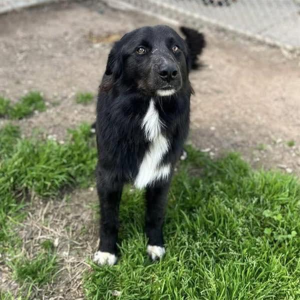 Enlarge Piccolo, a Adoptable Border Collie in Paso Robles, CA image 1/3