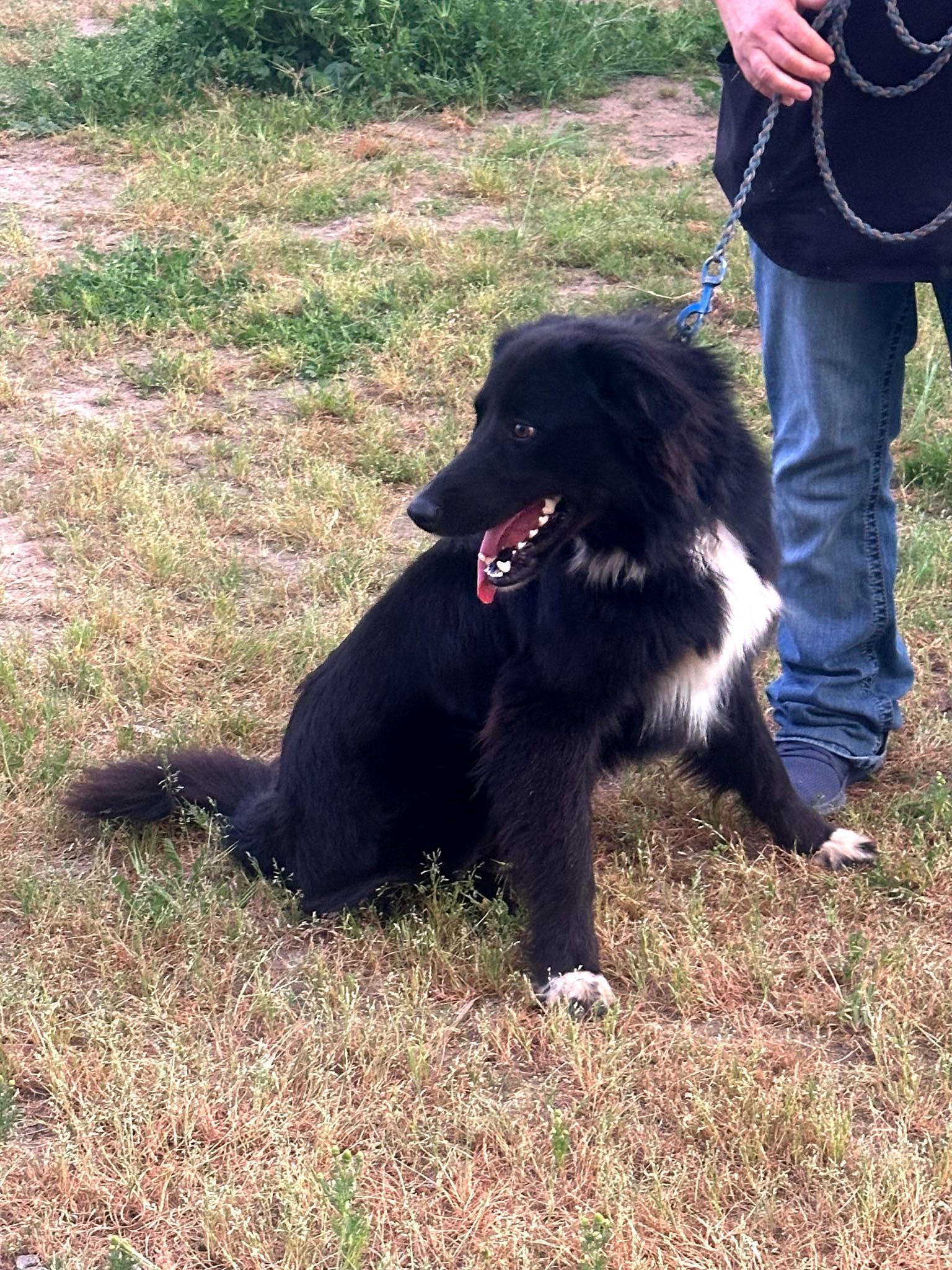 Enlarge Piccolo, a Adoptable Border Collie in Paso Robles, CA image 2/3
