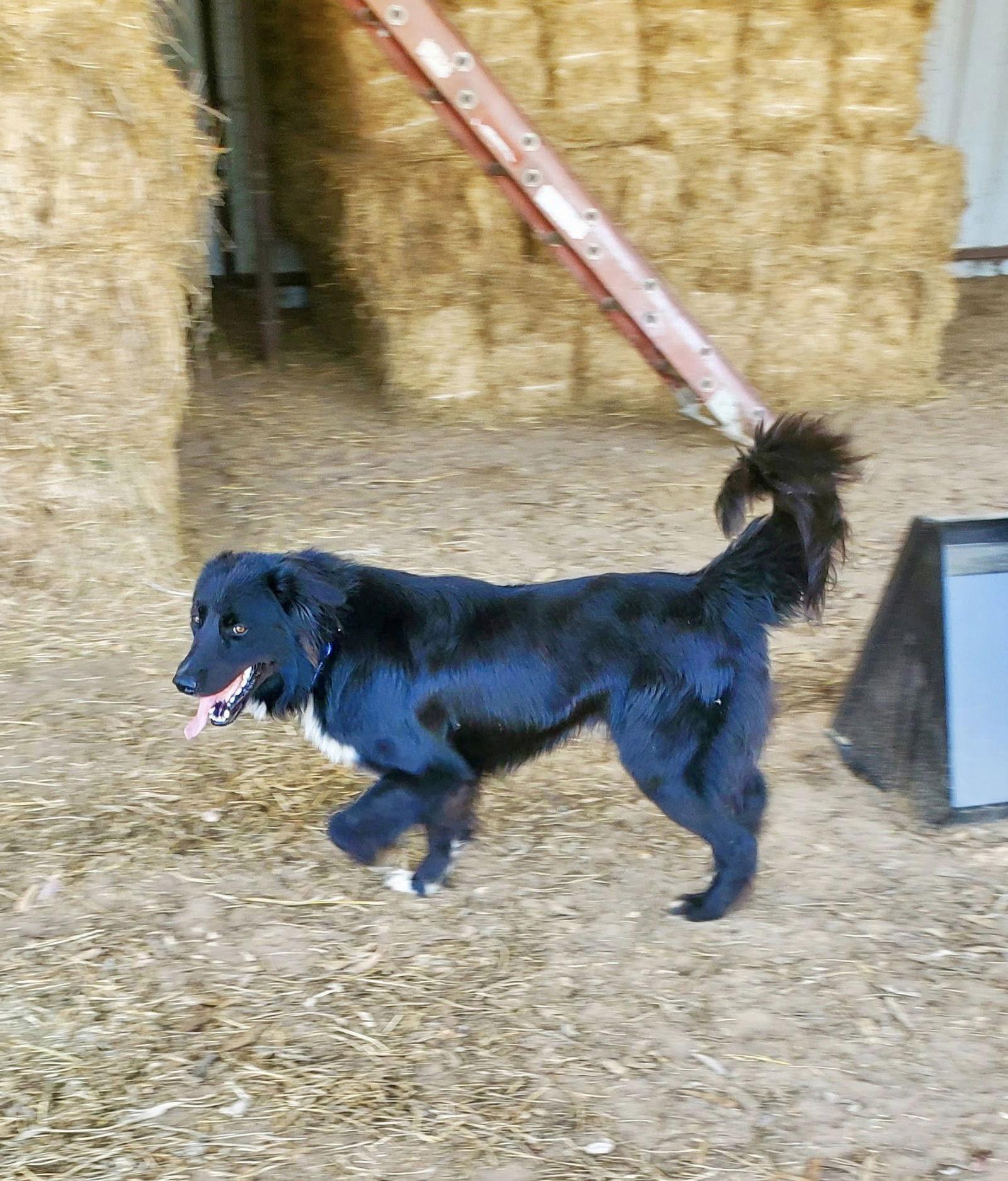 Enlarge Piccolo, a Adoptable Border Collie in Paso Robles, CA image 3/3