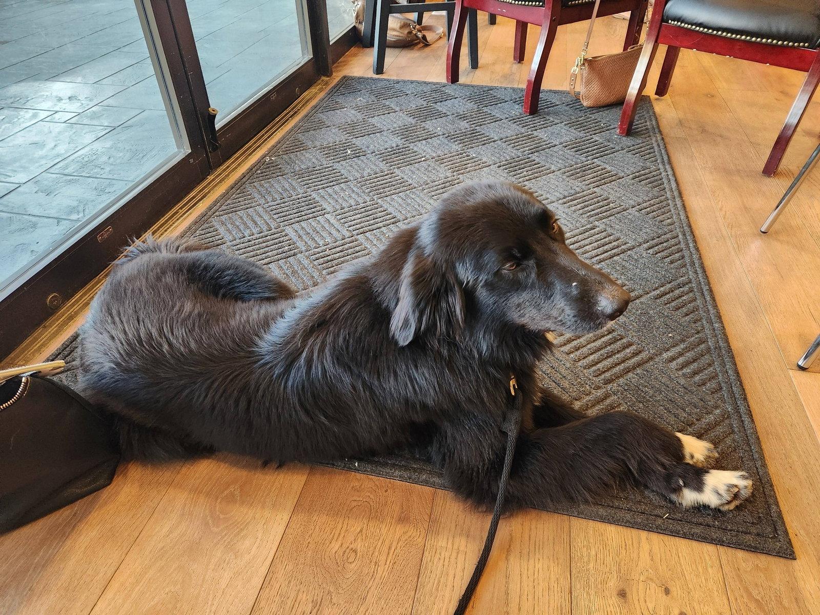 Enlarge Piccolo, a Adoptable Border Collie in Paso Robles, CA image 2/3