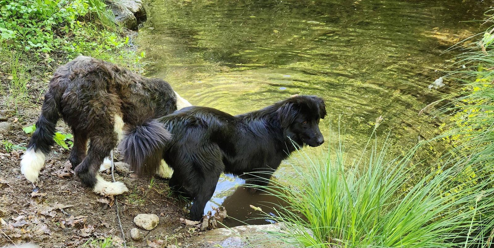Enlarge Piccolo, a Adoptable Border Collie in Paso Robles, CA image 3/3