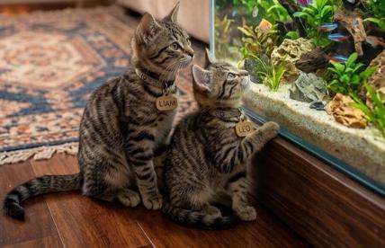 Liam and Leo, a ADOPTABLE Domestic Short Hair in Union City, NJ image 6/6