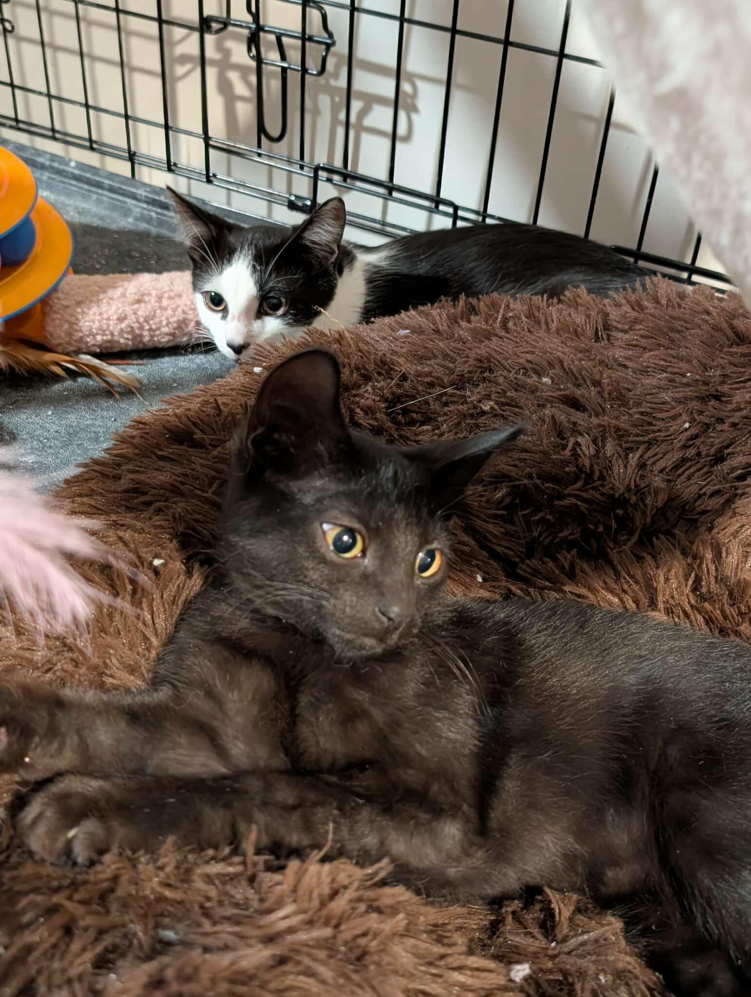 Archer MD 5/25, Adoptable, Kitten Male Bombay.