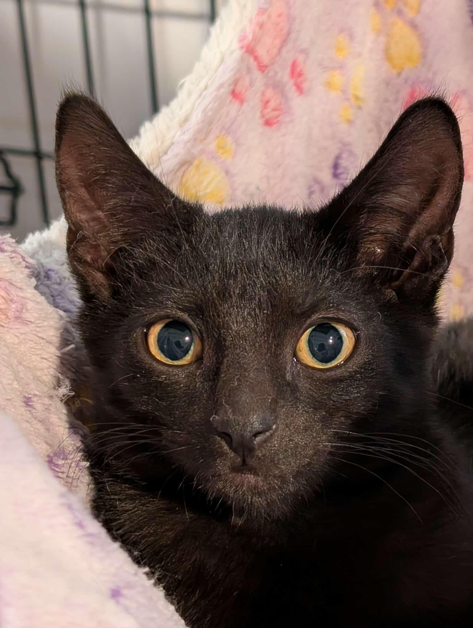 Enlarge Archer MD 5/25, a Adoptable Bombay in West Bloomfield, MI image 2/2