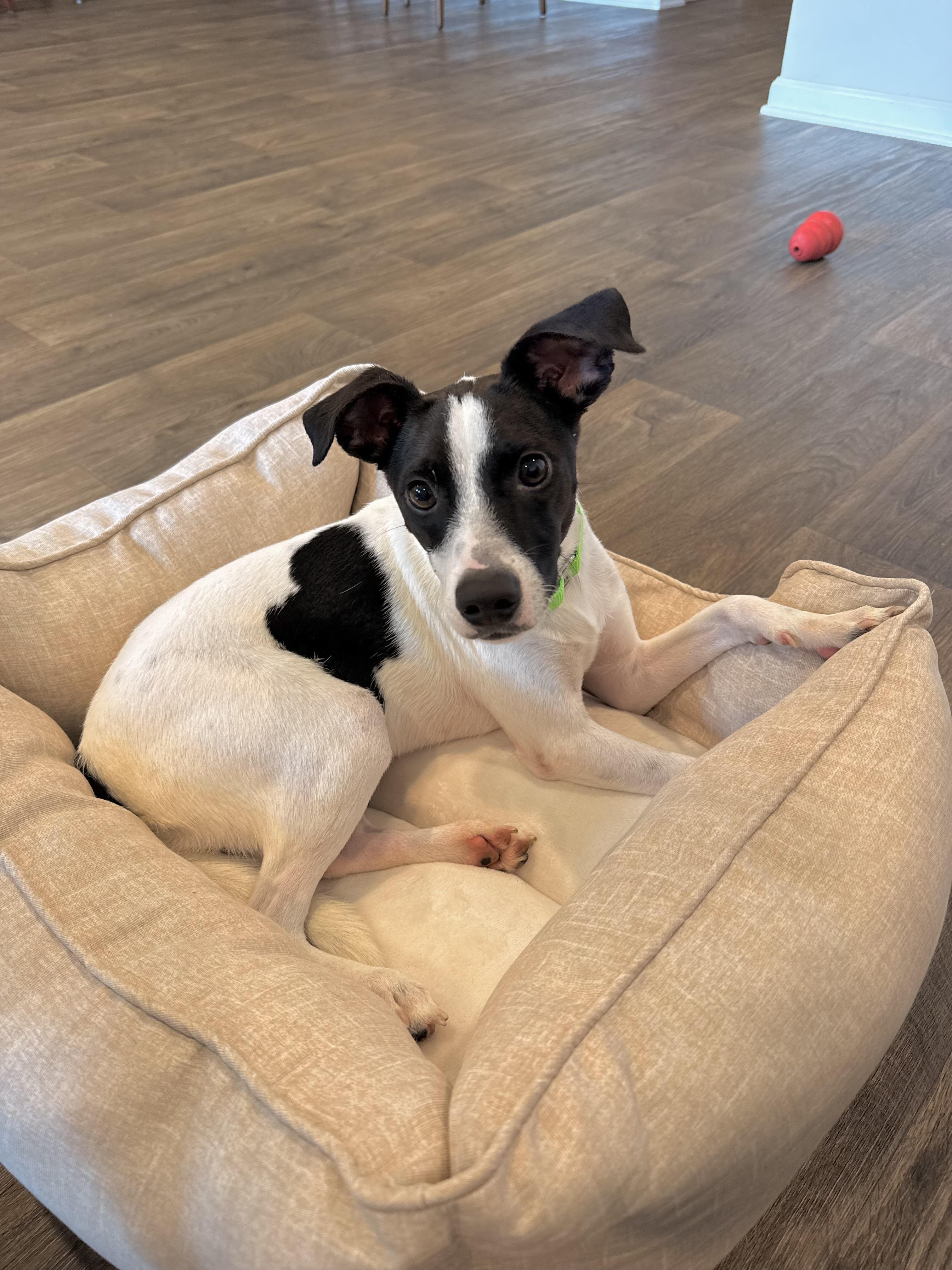 Enlarge OBI..sweet, funny, playful, a Adoptable mixed breed in Cantonment, FL image 1/6