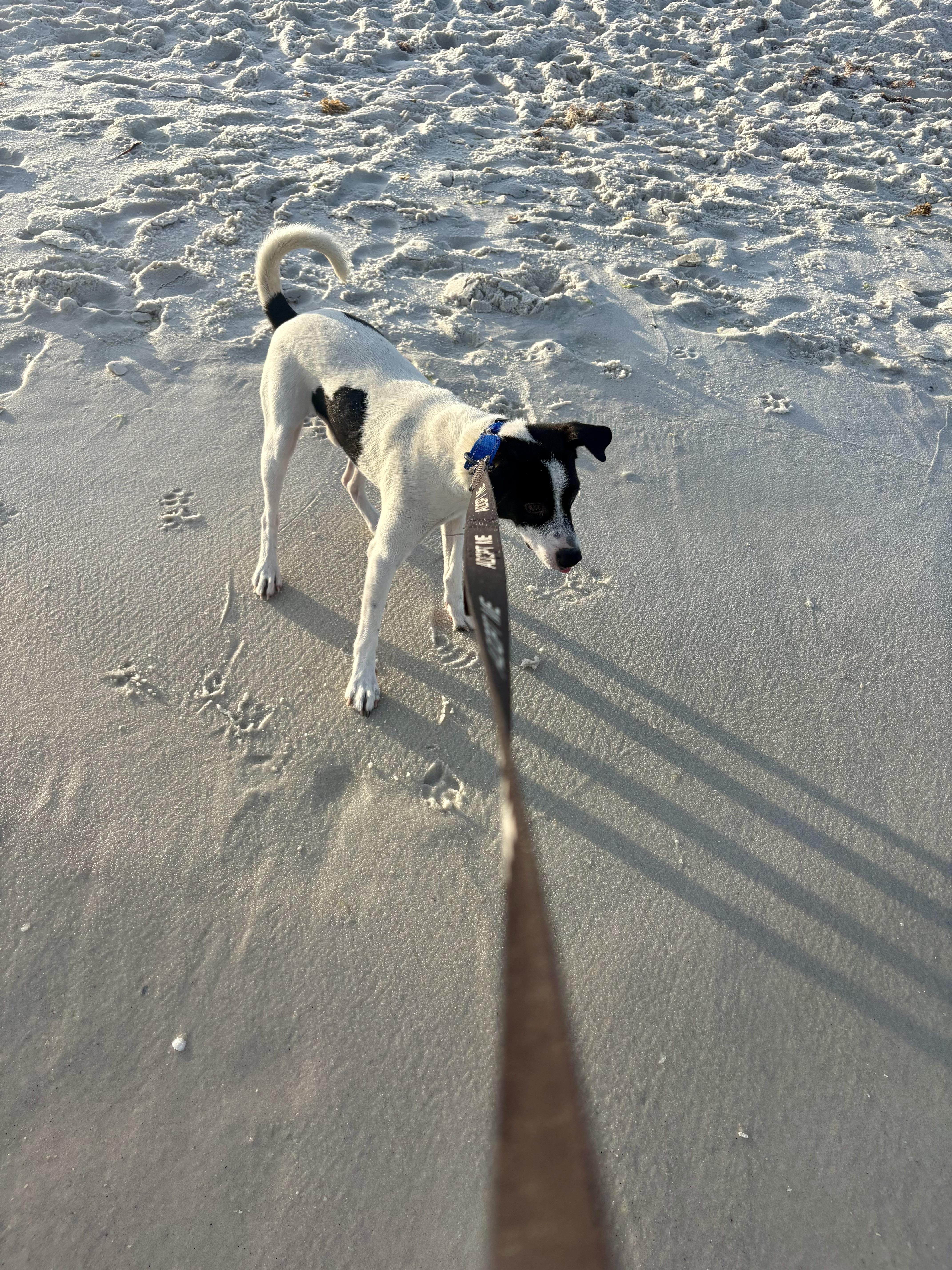 Enlarge OBI..sweet, funny, playful, a Adoptable mixed breed in Cantonment, FL image 4/6