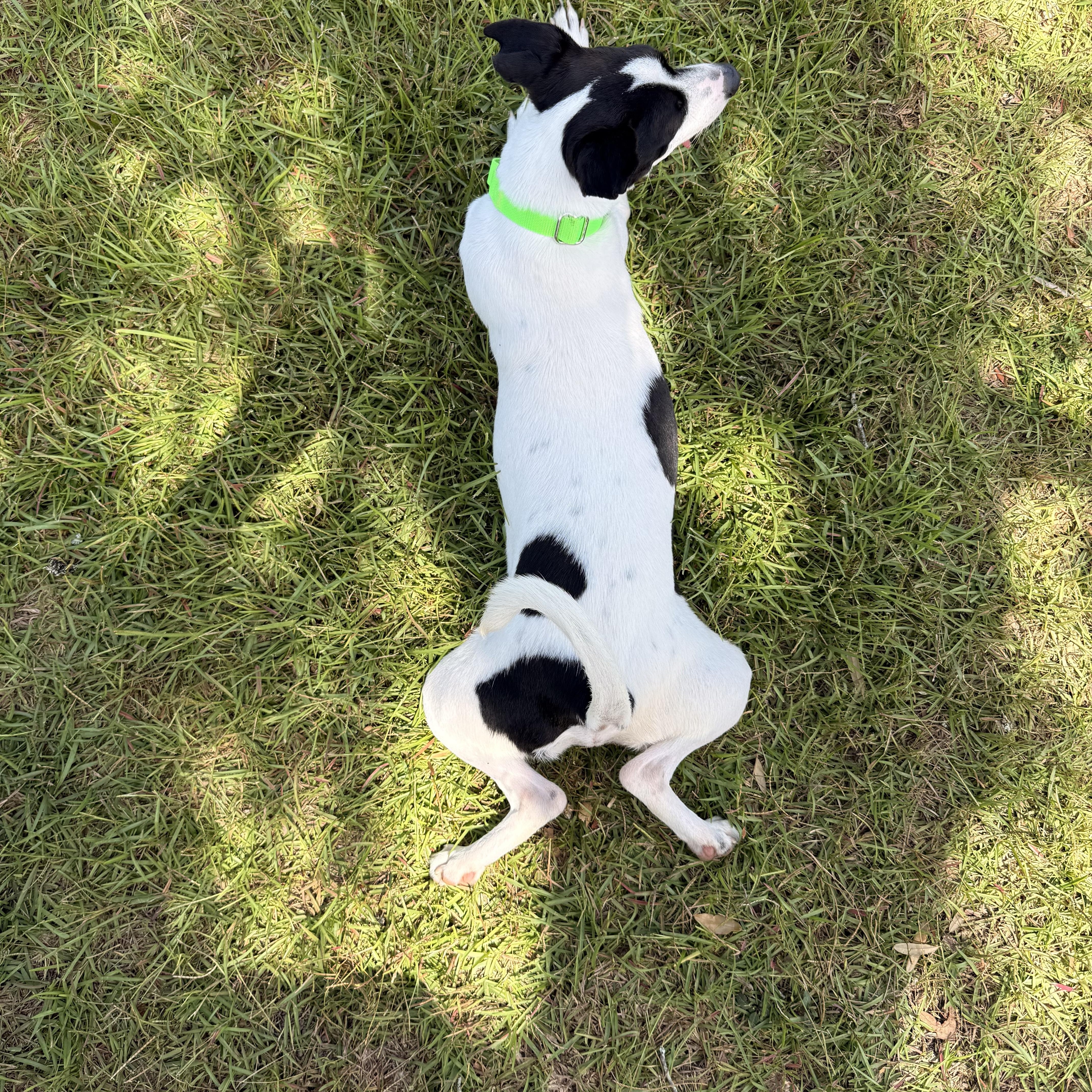 Enlarge OBI..sweet, funny, playful, a Adoptable mixed breed in Cantonment, FL image 2/6