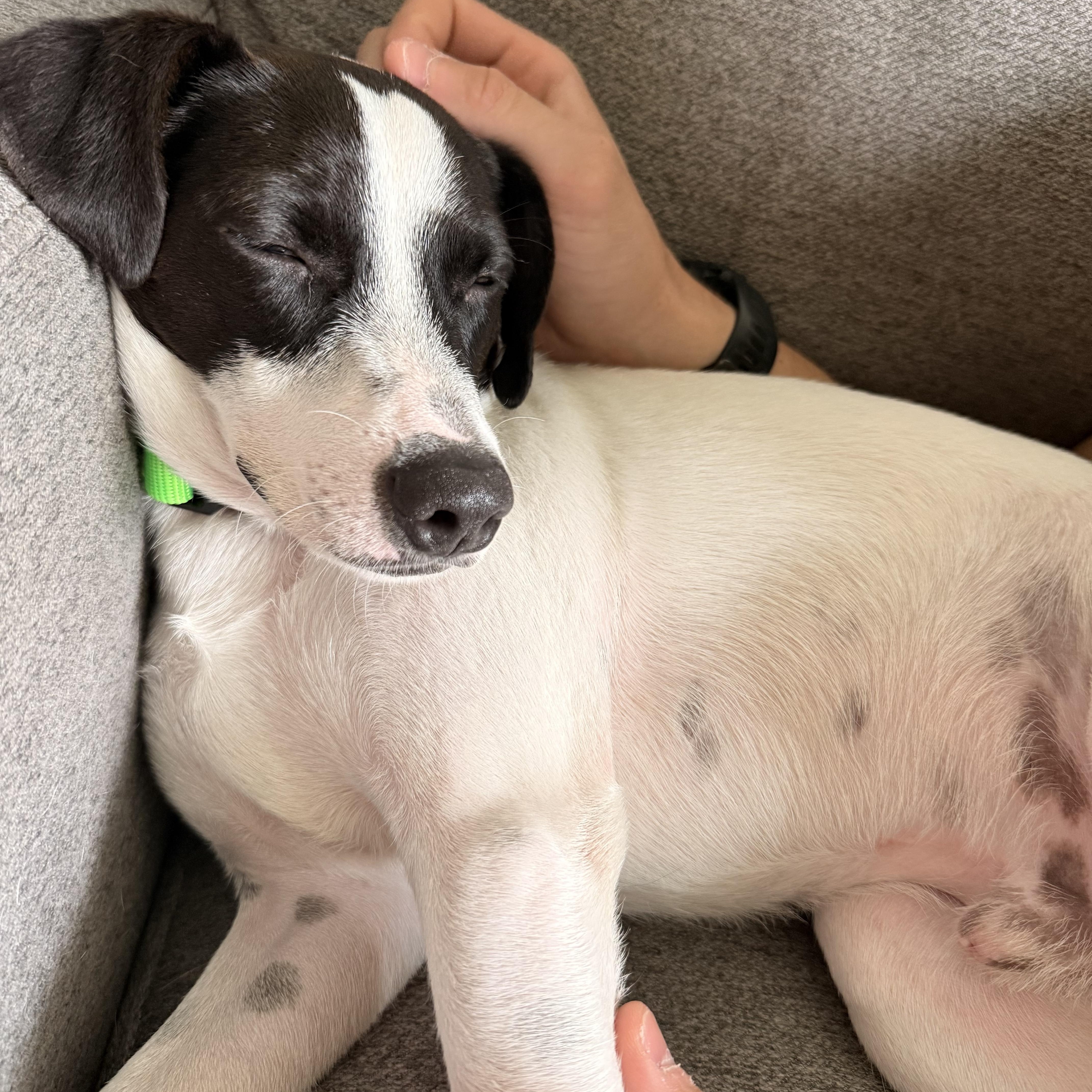 Enlarge OBI..sweet, funny, playful, a Adoptable mixed breed in Cantonment, FL image 3/6