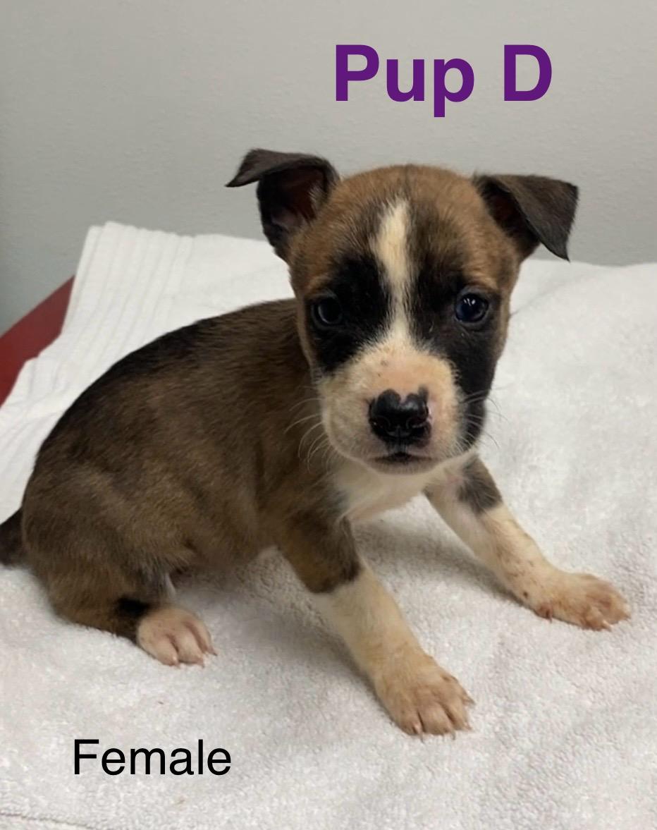 Enlarge Pup D, a ADOPTABLE Mixed Breed in Pomeroy, OH image 1/1