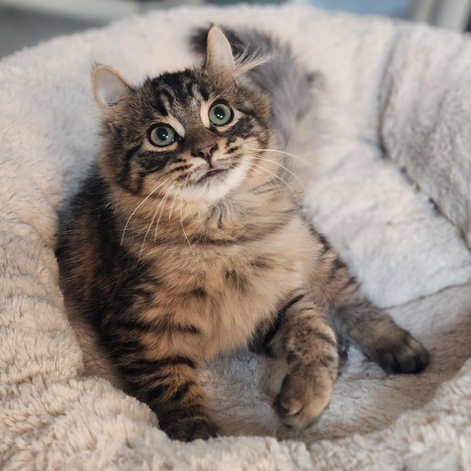 Blanche, Adoptable, Young Female Domestic Medium Hair & Tabby.