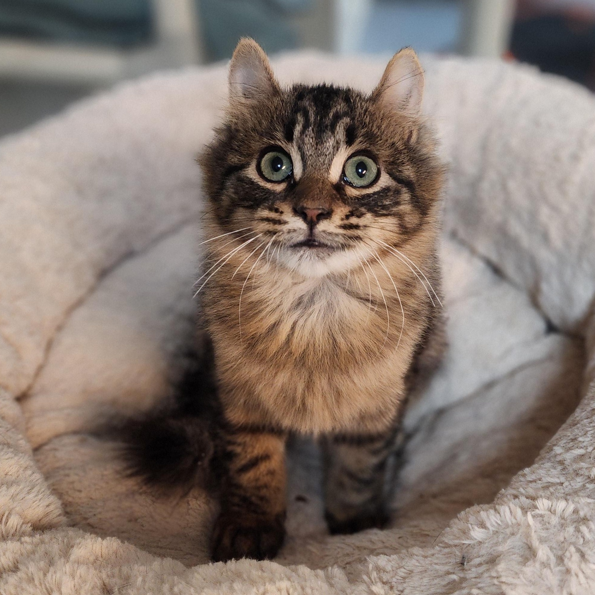 Enlarge Blanche, a Adoptable mixed breed in Greensboro, NC image 2/5