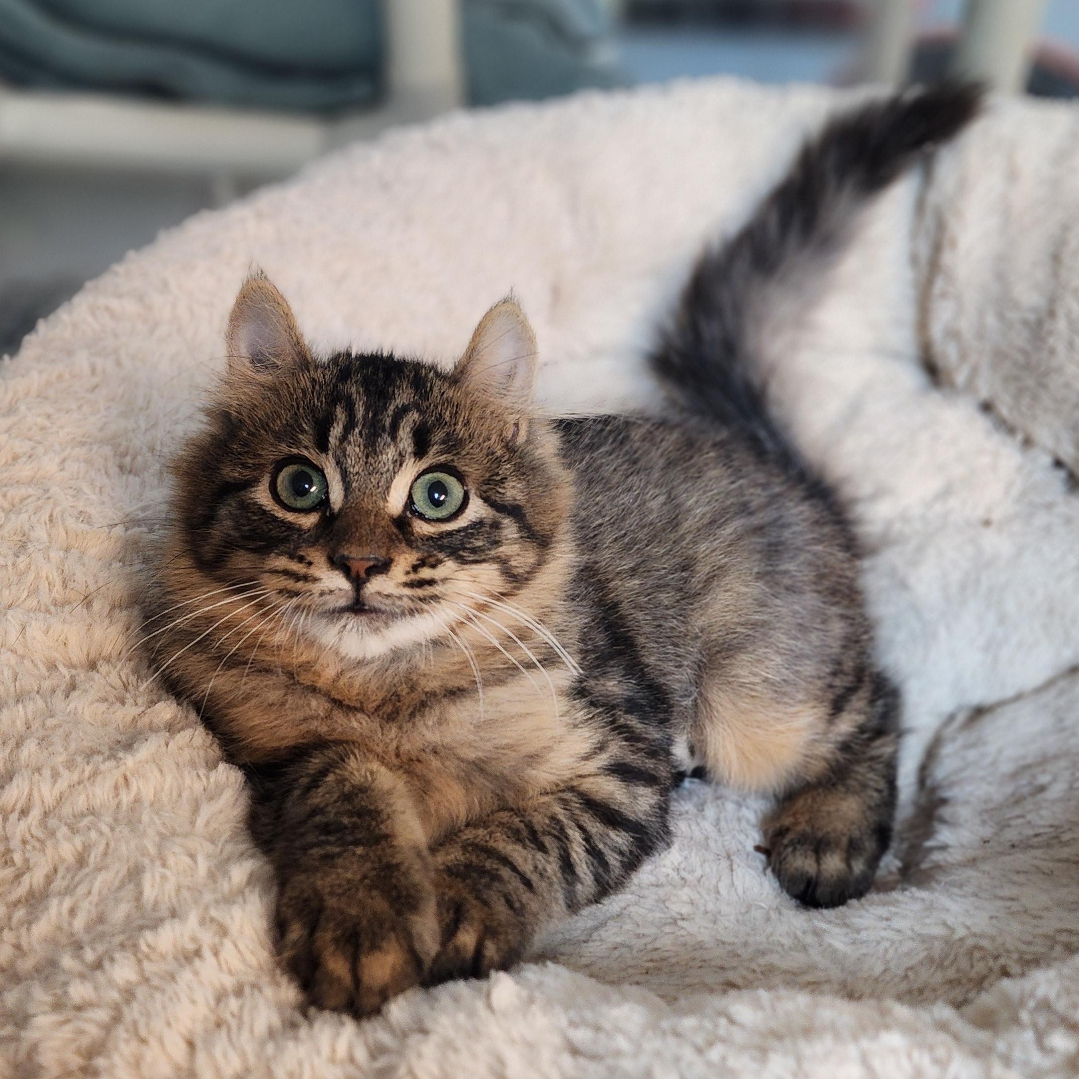 Enlarge Blanche, a Adoptable mixed breed in Greensboro, NC image 3/5