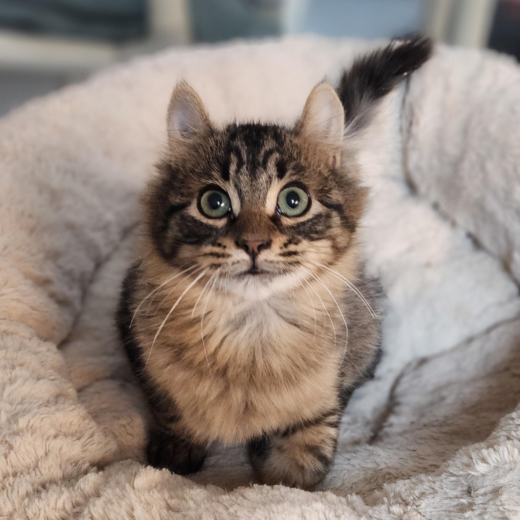 Enlarge Blanche, a Adoptable mixed breed in Greensboro, NC image 4/5