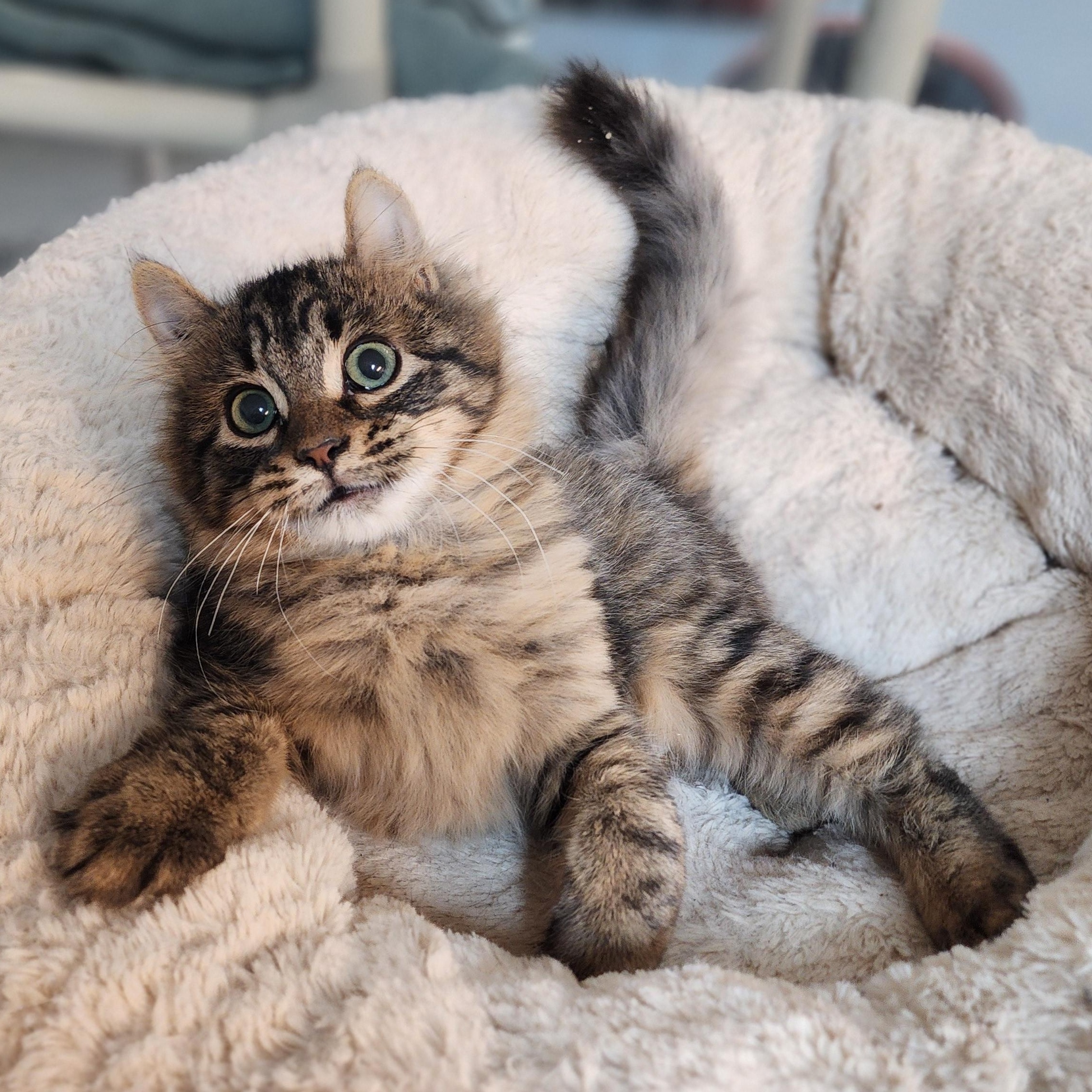 Enlarge Blanche, a Adoptable mixed breed in Greensboro, NC image 5/5