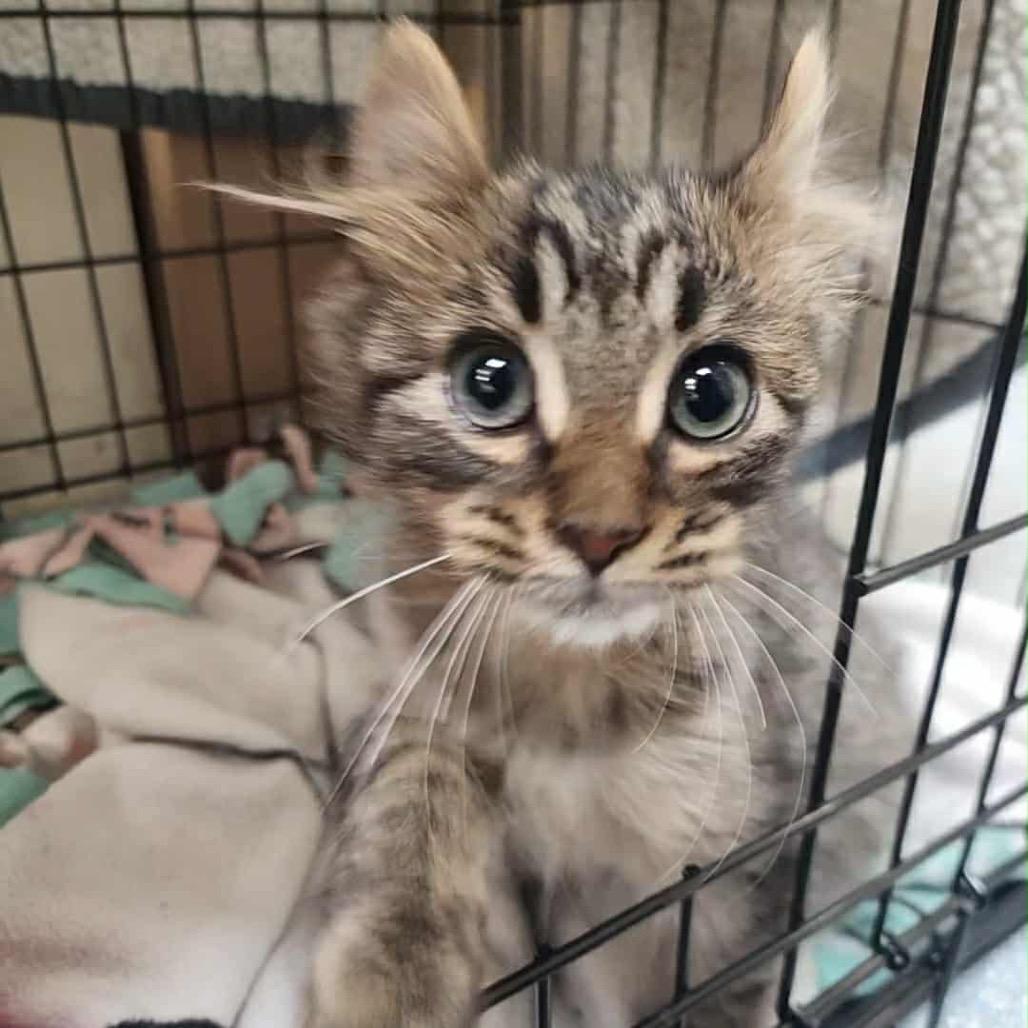 Blanche, Adoptable, Young Female Domestic Medium Hair & Tabby.