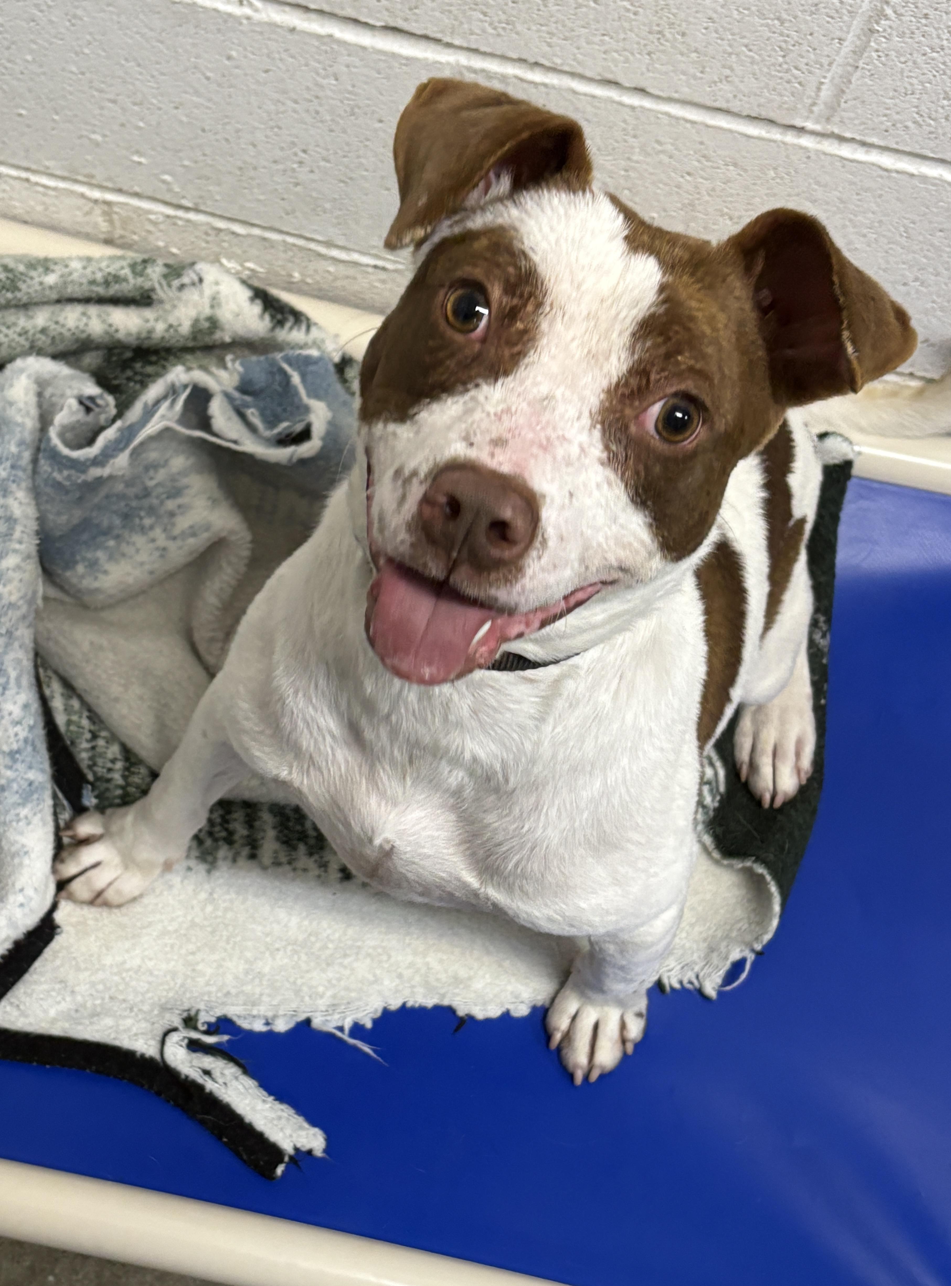 Porky, a Adoptable mixed breed in Beacon, NY image 1/6