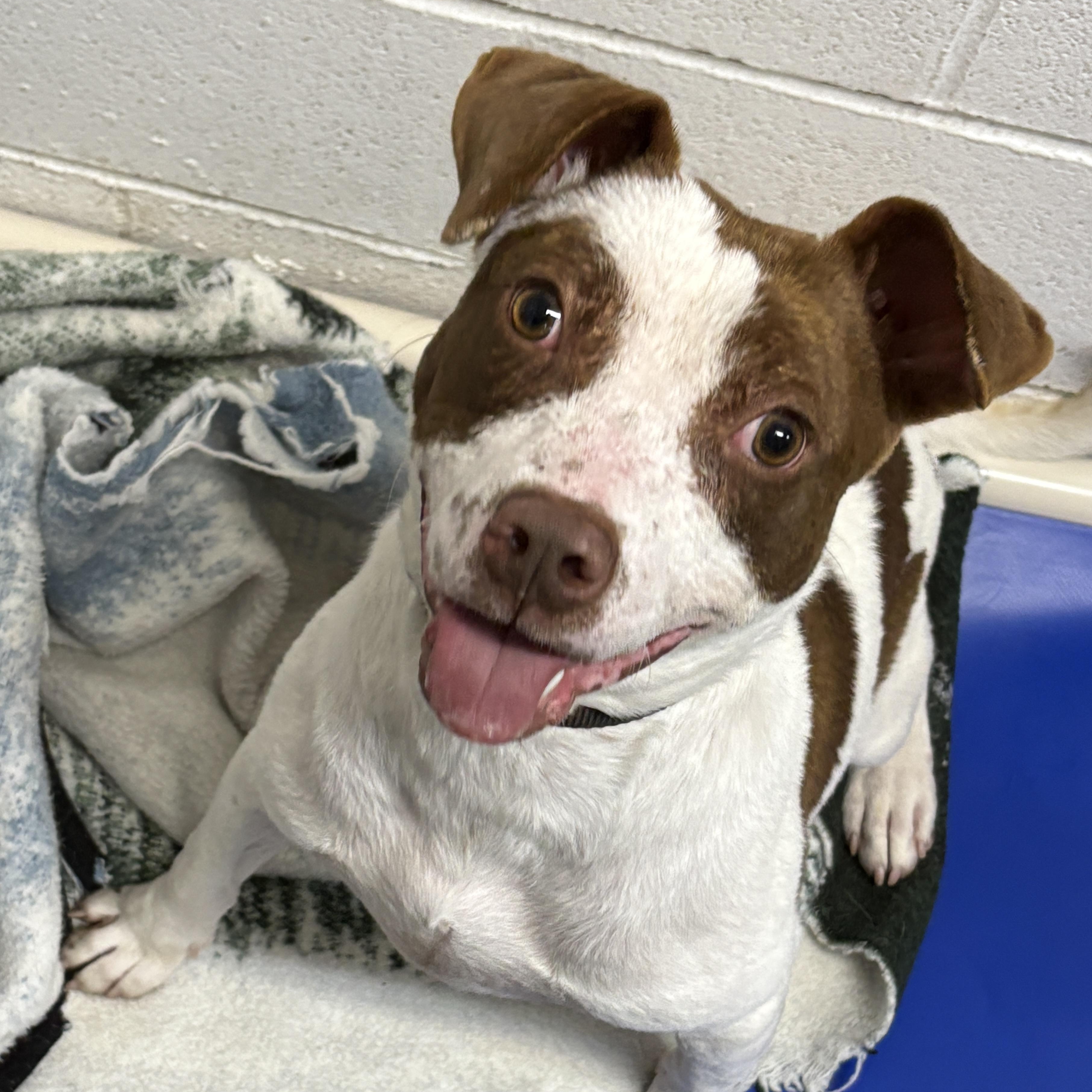 Enlarge Porky, a Adoptable mixed breed in Beacon, NY image 5/6