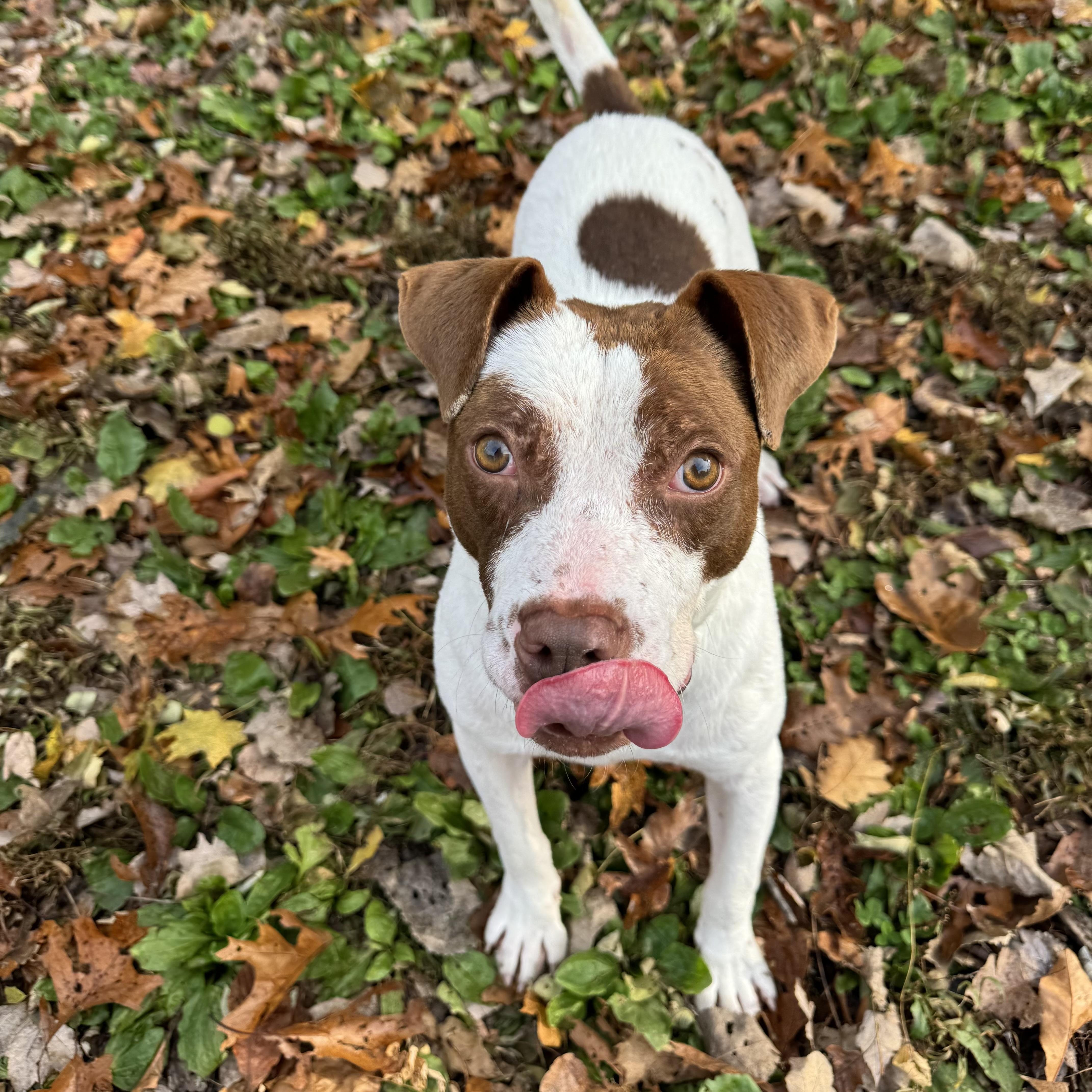 Porky, a Adoptable mixed breed in Beacon, NY image 5/6