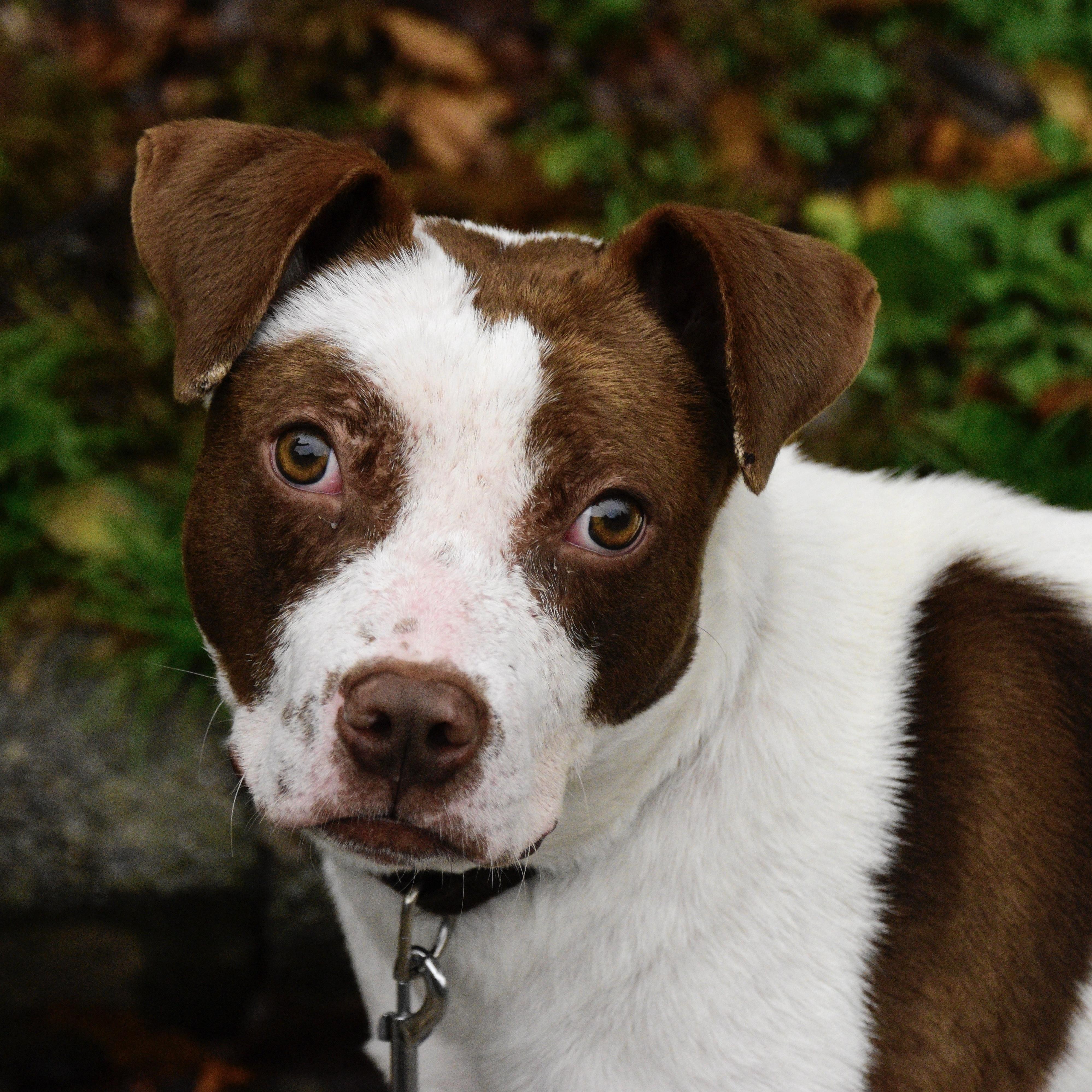 Porky, a Adoptable mixed breed in Beacon, NY image 2/6