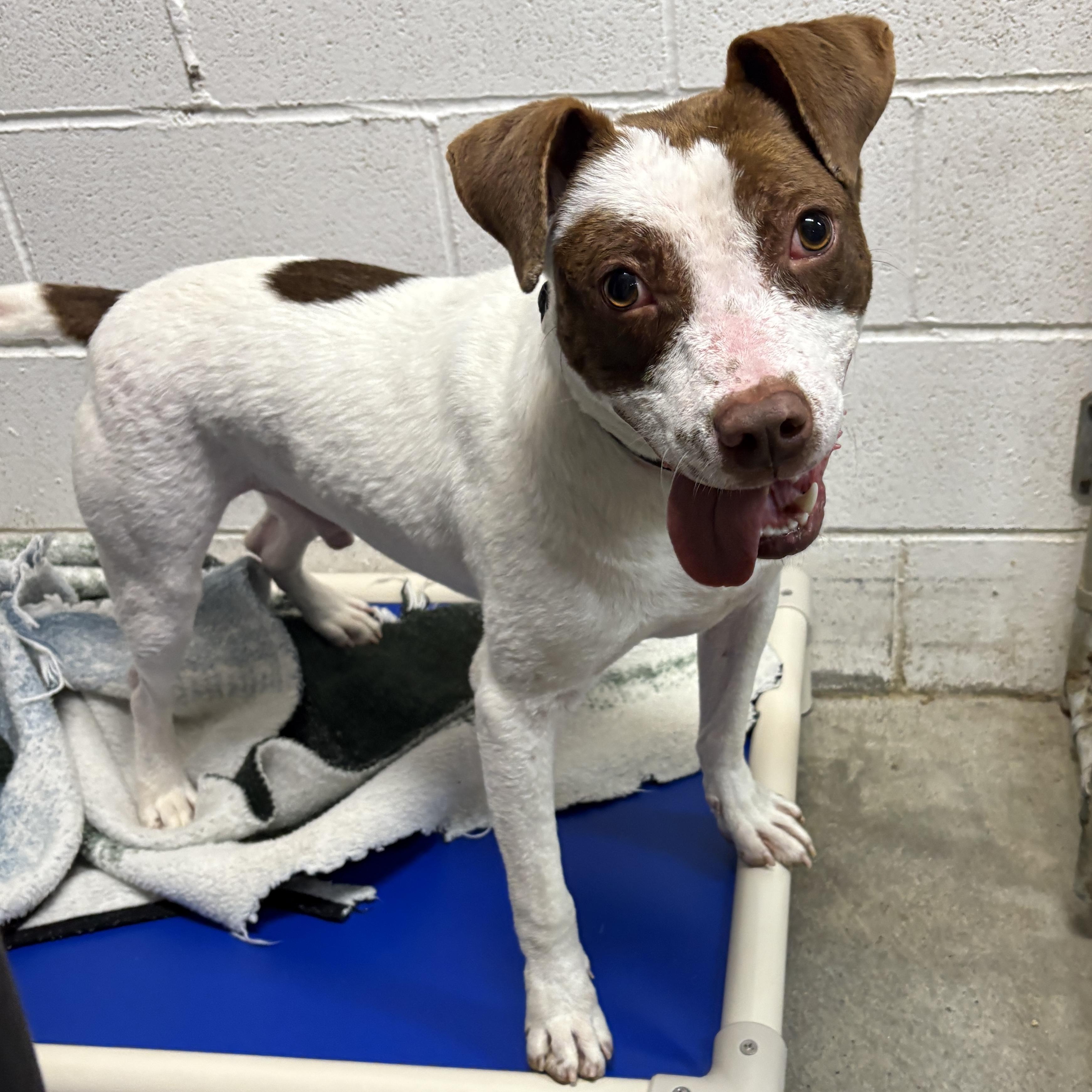 Porky, a Adoptable mixed breed in Beacon, NY image 6/6