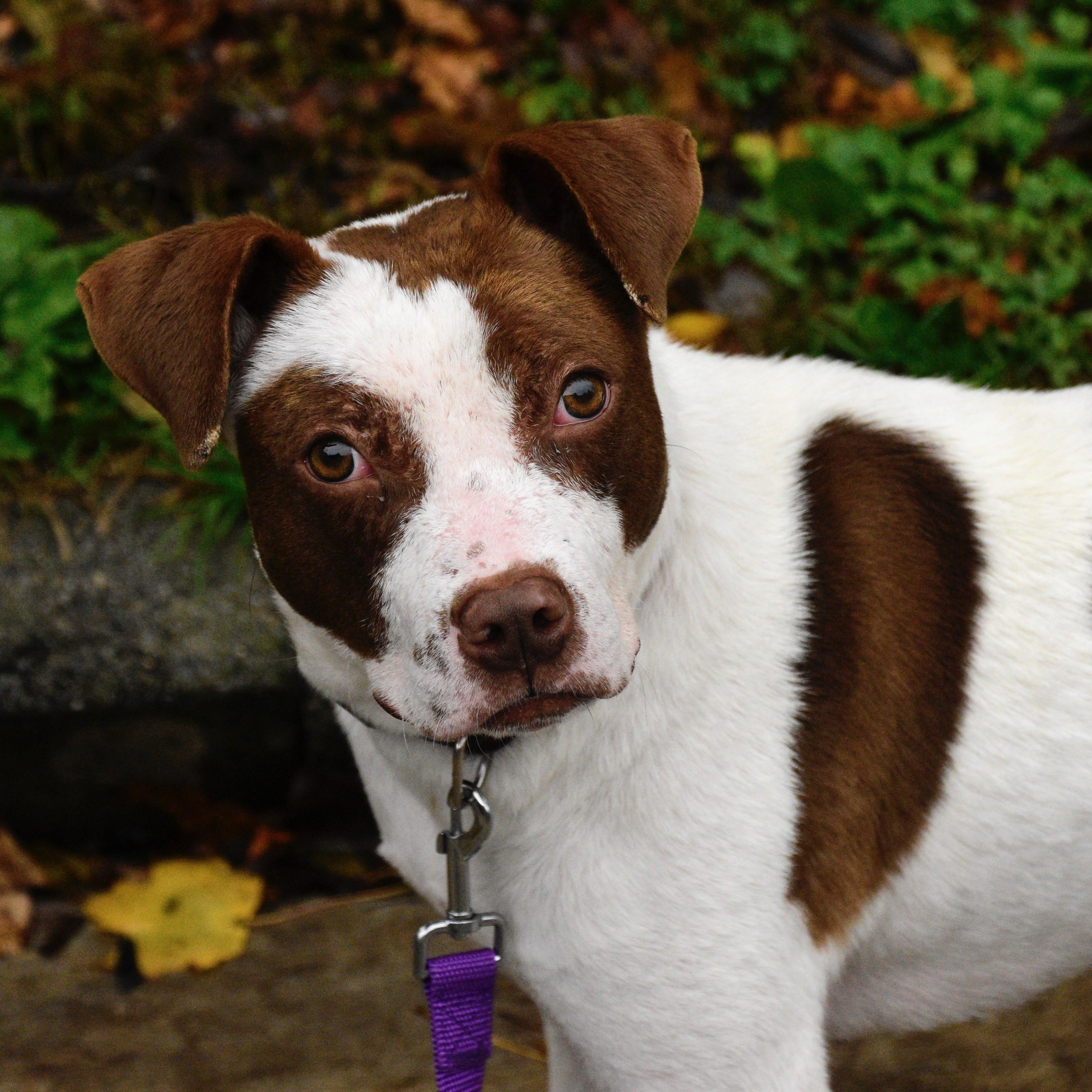 Enlarge Porky, a Adoptable mixed breed in Beacon, NY image 2/6