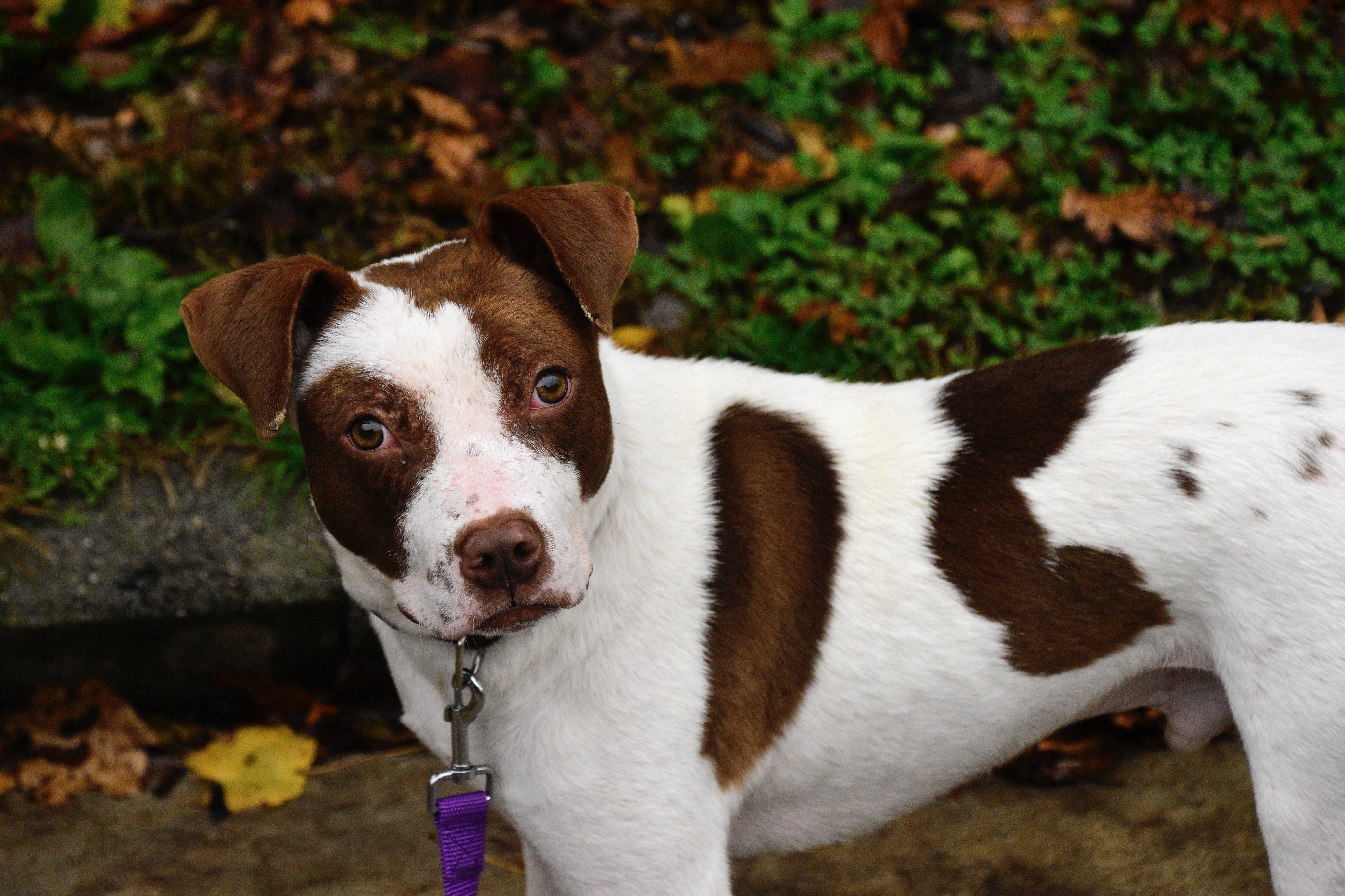 Porky, a Adoptable mixed breed in Beacon, NY image 3/6
