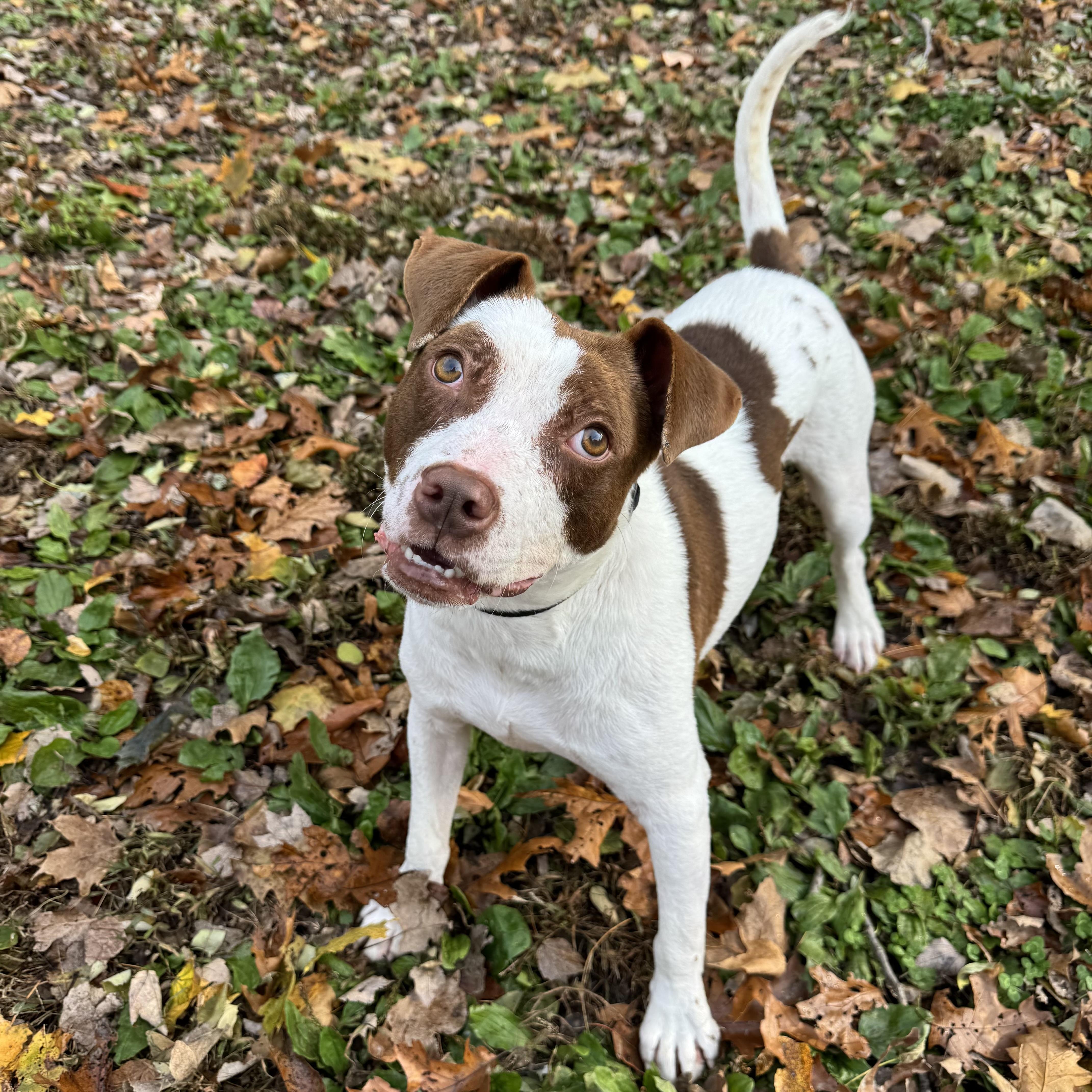 Porky, a Adoptable mixed breed in Beacon, NY image 4/6
