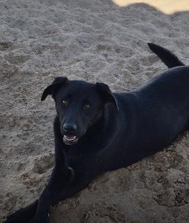 Tabitha, Adoptable, Puppy Female Labrador Retriever.