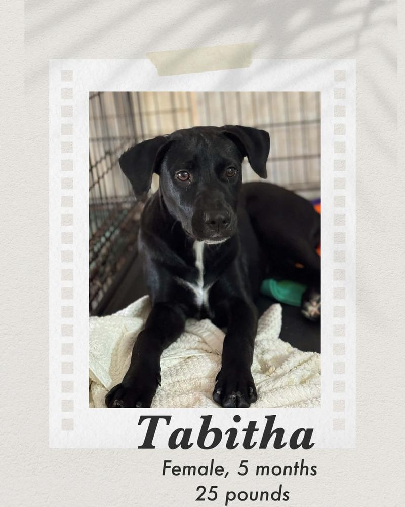 Tabitha, Adoptable, Puppy Female Labrador Retriever.