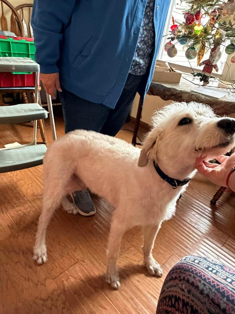 Scotty - COURTESY POST, a Adoptable mixed breed in Coldwater, MI image 1/4