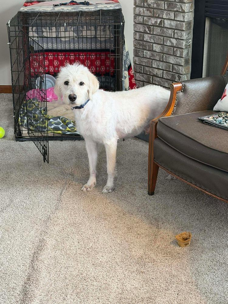 Scotty - COURTESY POST, a Adoptable mixed breed in Coldwater, MI image 2/4